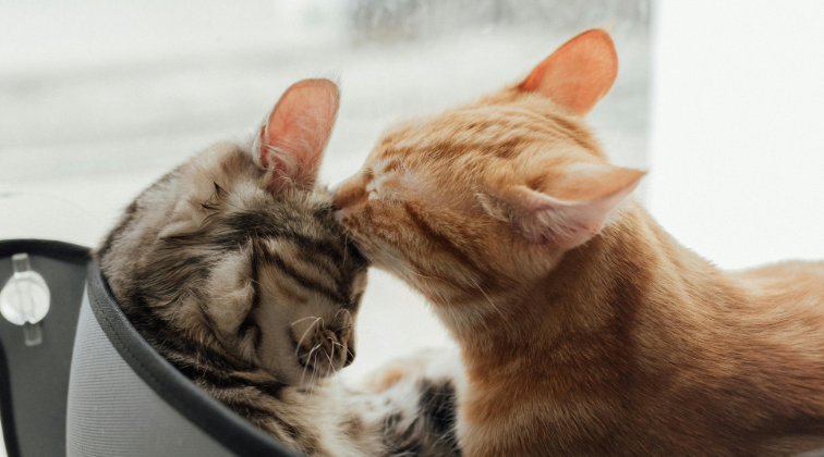 What TikTok Shop’s Pet Category Reveals About Trending Products (and Buyer Psychology) - May 2025 Industry Report
