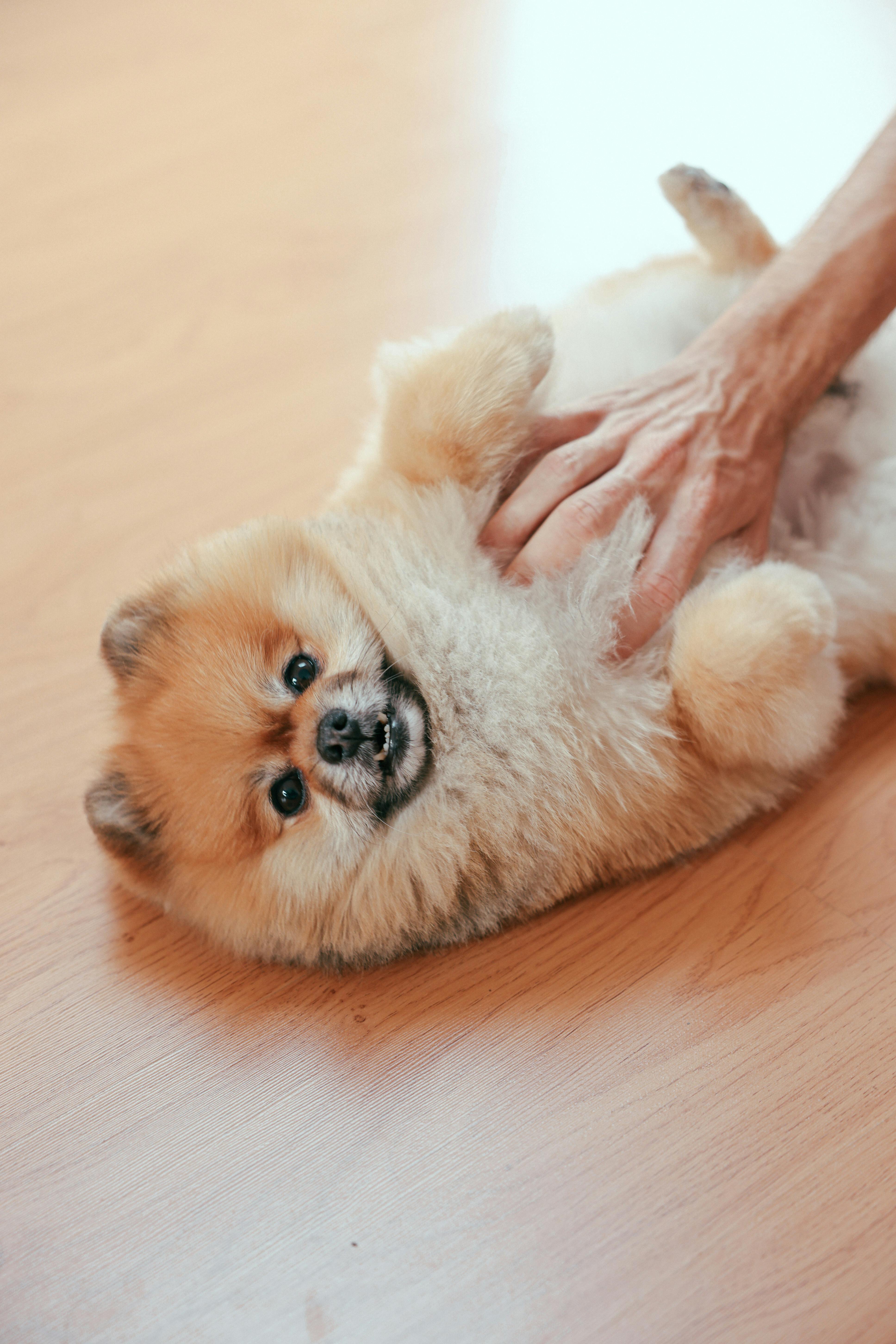 TikTok Shop Pet Market Trends: June Sees Strong Rebound in Sales and Revenue