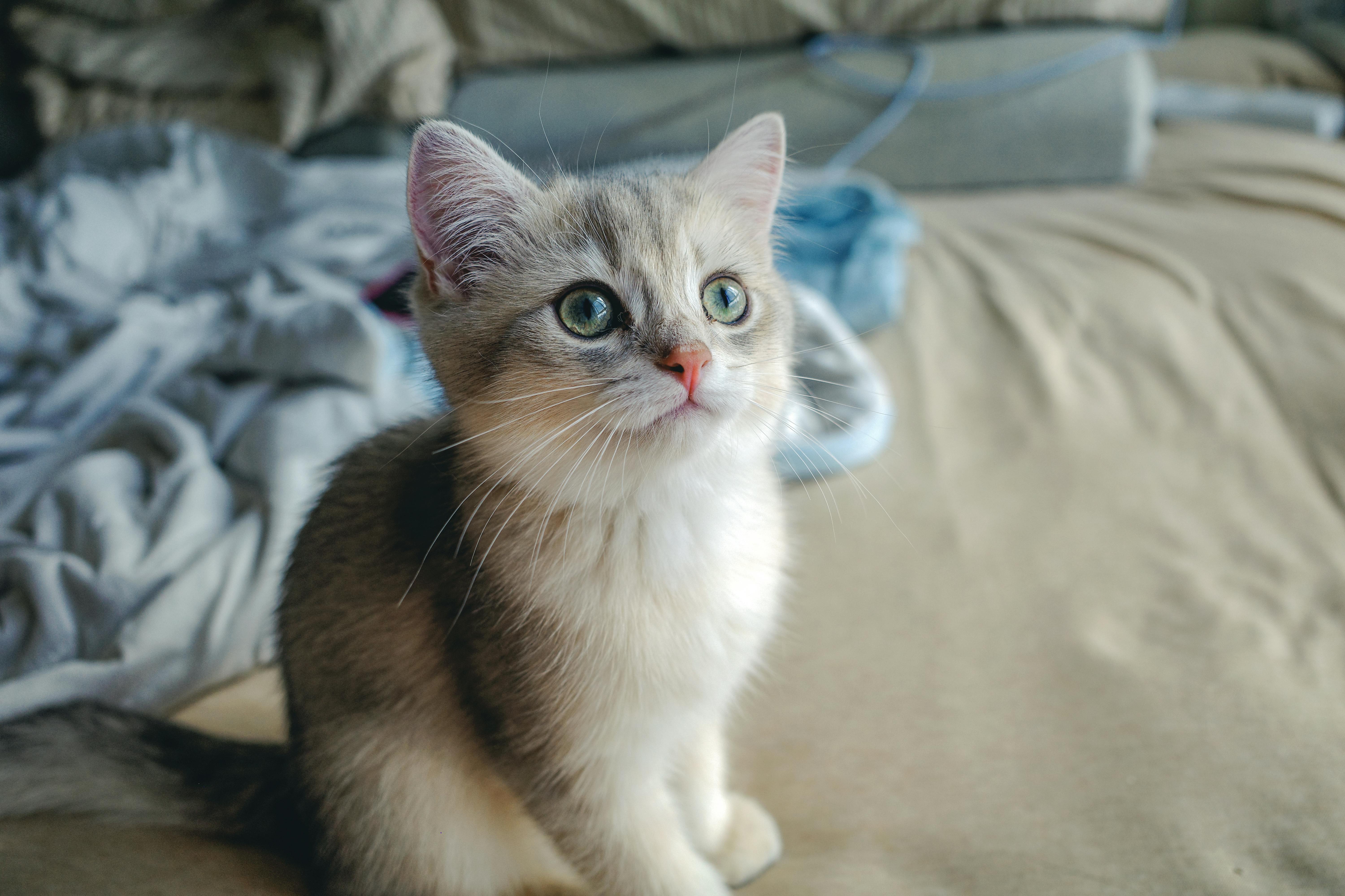 In-depth Analysis of July TikTok Shop's Thailand Pet Market Data: Explosion Signals Are Appearing, Who Can Seize the Next Boom?